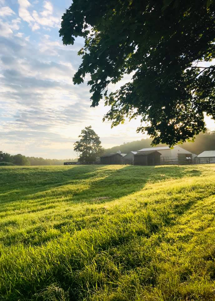 misty morning photo on the farm