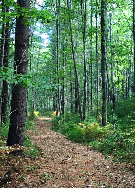 forest path